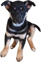 Adopt a dog from Paws4Love.