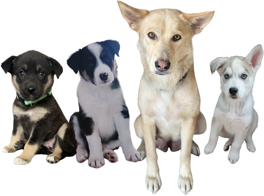 Paws4Love - Adopt a Dog