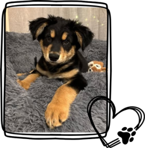 Foster a dog